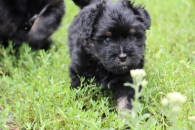 Roki