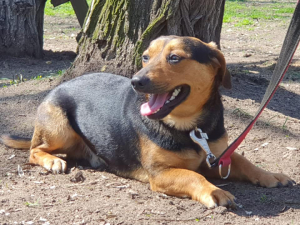 Hugo
