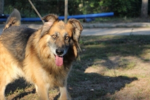 Roki