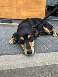 Bella