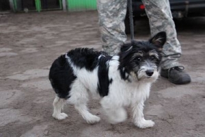 Czirka