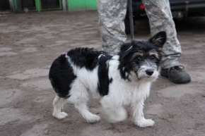 Czirka