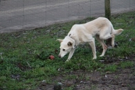 Nula