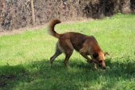 Józiu
