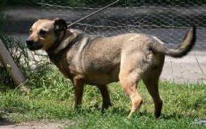 Tola