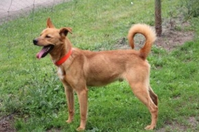Artek