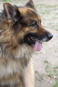 Simba