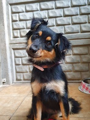 Kiri