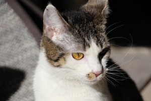 Kizia