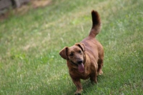Pimpek