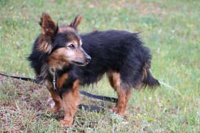 Michu Senior