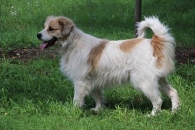 Klusia