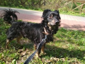 Bobi