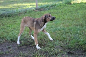 Moli