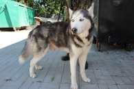 Balto