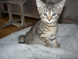 Kotki