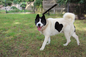 Roki