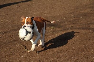 Bandi