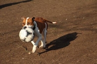Bandi