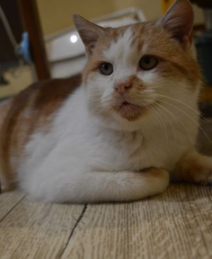 Bobek