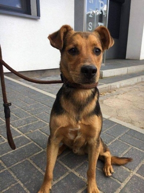 Pako