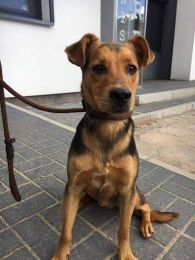 Pako