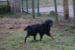 Lobo