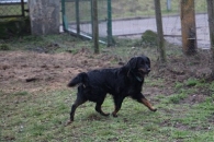 Lobo