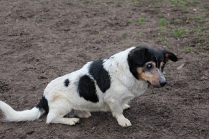 Misiu