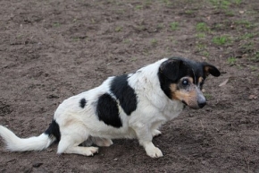 Misiu