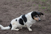 Misiu