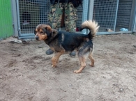 Roki