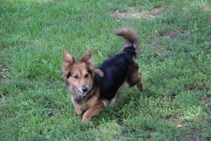 Kora