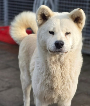 She - stabilna akita