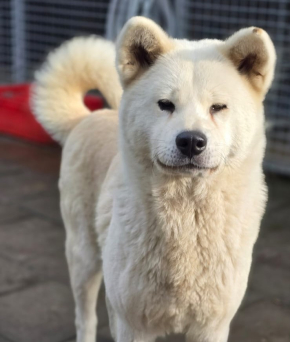 She - stabilna akita