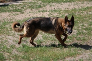 Lusia