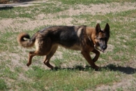 Lusia
