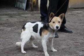 Kazio