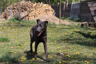 Fiodor