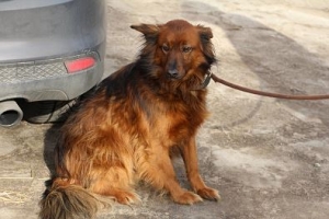 Mieszko