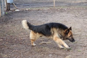 Jogi
