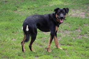 Max