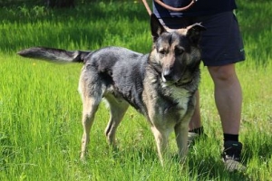 Balto