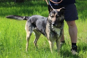 Balto