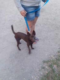 Tofik