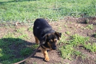 Tusia