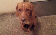 Dorek