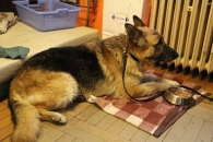 Orka