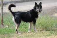 Szon