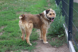 Tedi
